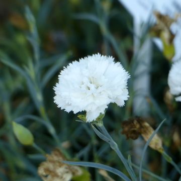 Garten-Nelke Jeanne Dionis (Samen) - Dianthus caryophyllus