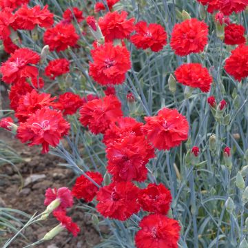 Garten-Nelke Triumph Scarlet (Samen) - Dianthus caryophyllus 