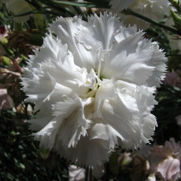 Garten-Nelke Triumph White (Samen) - Dianthus caryophyllus 