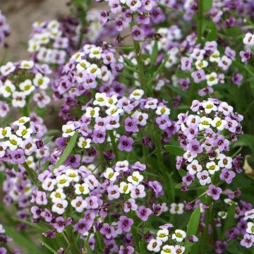 Strand-Silberkraut Royal Carpet (Samen) - Lobularia