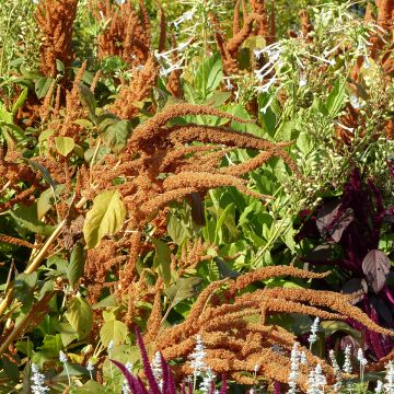 Amaranthus hybridus subsp. cruentus Hot Biscuits (Samen) - Garten-Fuchsschwanz