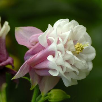 Aquilegia Pink Petticoat (Samen) - Garten-Akelei