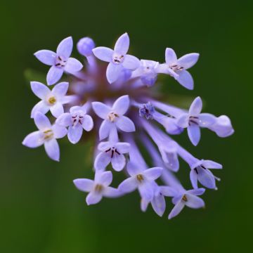 Asperula orientalis (Samen) - Blauer Waldmeister