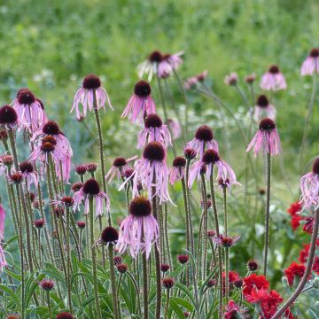 Echinacea pallida (Samen) - Bleicher Sonnenhut