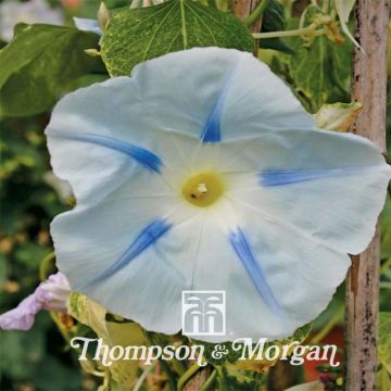 Ipomoea tricolor Ismay (Samen) - Prunkwinde