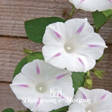 Ipomoea purpurea Shiva (Samen) - Prunkwinde