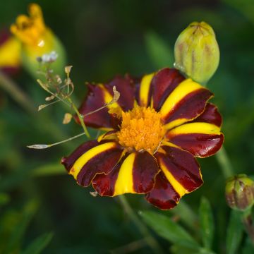 Studentenblume Grand Arlequin