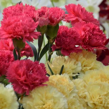 Garten-Nelke Bananaberry Fizz (Samen) - Dianthus caryophyllus