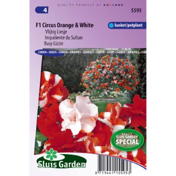 Fleißige Lieschen F1 Circus Orange & White (Samen) - Impatiens walleriana