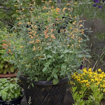 Agastache aurantiaca Navajo Sunset (Samen) - Duftnessel