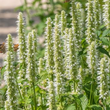 Agastache rugosa Alabaster (Samen) - Duftnessel