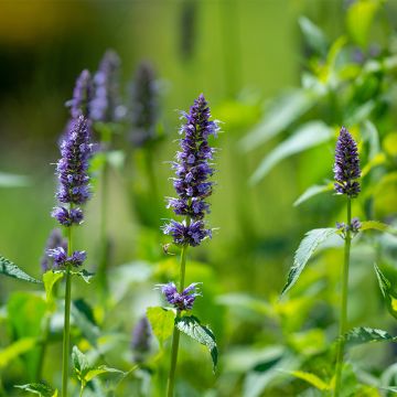 Agastache rugosa (Samen) - Duftnessel