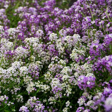 Strand-Silberkraut Wandering Mix (Samen) - Lobularia