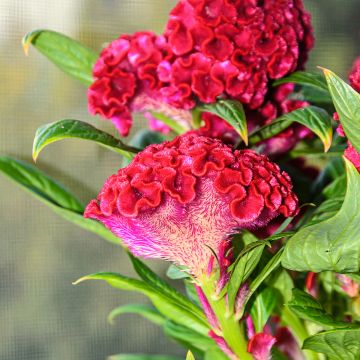 Celosia argentea cristata Red Velvet (Samen) - Silber-Brandschopf