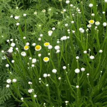 Helipterum Pierrot 