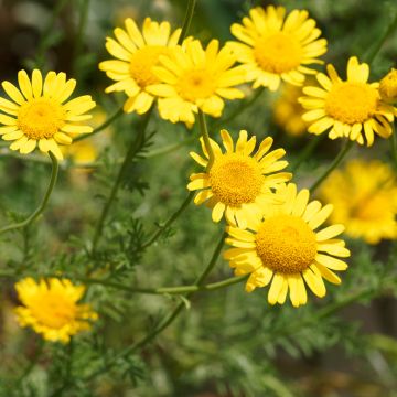 Anthemis tinctoria Kelwayi (Samen) - Färber-Hundskamille