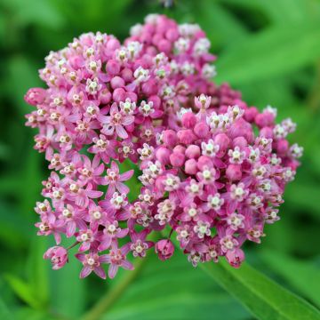 Asclepias incarnata Rose (Samen) - Rosablühende Seidenpflanze