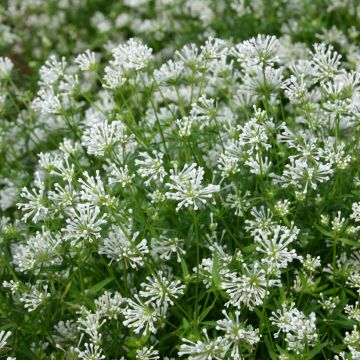 Asperula orientalis Cloud Nine (Samen) - Blauer Waldmeister