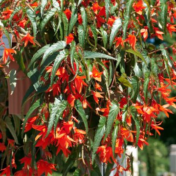 Begonie (Samen) - Begonia boliviensis