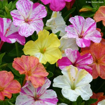 Mirabilis jalapa (Samen) - Wunderblume