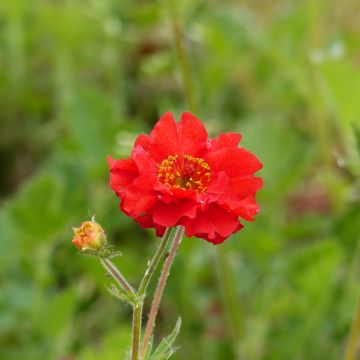 Geum chiloense Mrs Bradshaw (Samen) - Chilenische Nelkenwurz