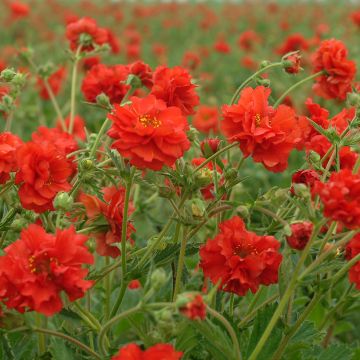 Geum chiloense Red Dragon (Samen) - Chilenische Nelkenwurz