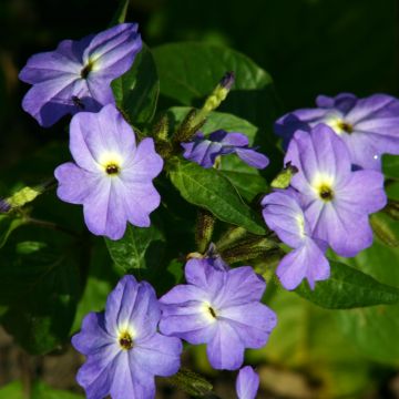 Browallia Blue Lady (Samen) - Amethyst-Veilchenbusch