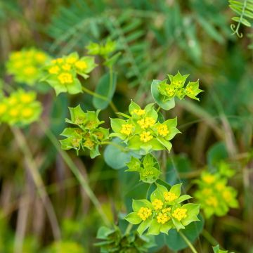 Bupleurum rotundifolium Green Gold (Samen) - Rundblättriges Hasenohr