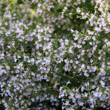 Kleine Bergminze - Calamintha nepeta (Samen)