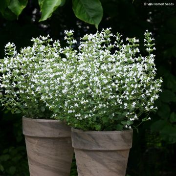 Calamintha nepeta Marvelette White (Samen) - Kleine Bergminze