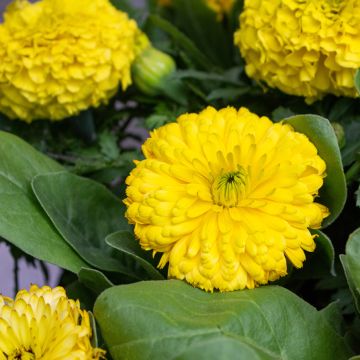 Graines de Calendula officinalis Ball’s Golden Yellow - Souci des Jardins