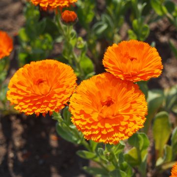 Garten-Ringelblume Ball’s Orange - Calendula