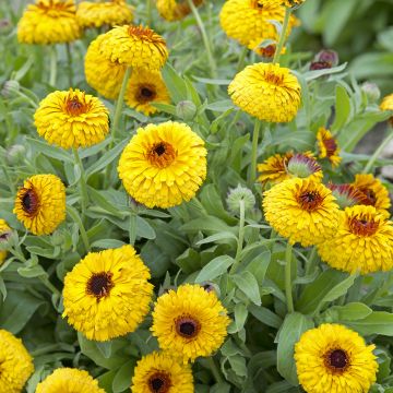 Ringelblume Bull's Eye (Samen) - Calendula officinalis