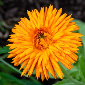 Ringelblume Calexis Orange (Samen) - Calendula officinalis