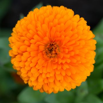 Garten-Ringelblume Candyman Orange - Calendula