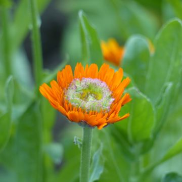 Ringelblume Greenheart Orange (Samen) - Calendula officinalis