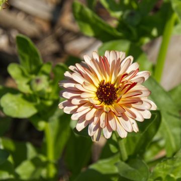 Garten-Ringelblume Sunny Girl - Calendula