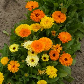 Graines de Calendula officinalis nain Fiesta Gitana - Souci des Jardins