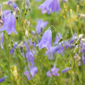 Campanula rotundifolia (Samen) - Rundblättrige Glockenblume