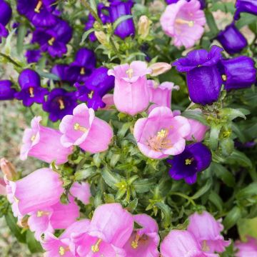 Marien-Glockenblume (Samen) - Campanula medium