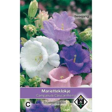 Marien-Glockenblume Calycanthema (Samen) - Campanula medium