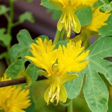 Kapuzinerkresse kanarische - Tropaeolum peregrinum