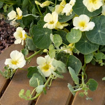 Samen der Niedrigen Kapuzinerkresse 'Milkmaid' - Tropaeolum majus