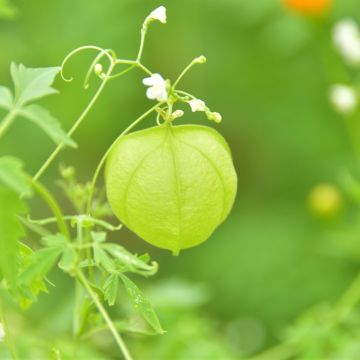 Cardiospermum halicacabum (Samen) - Ballonpflanze