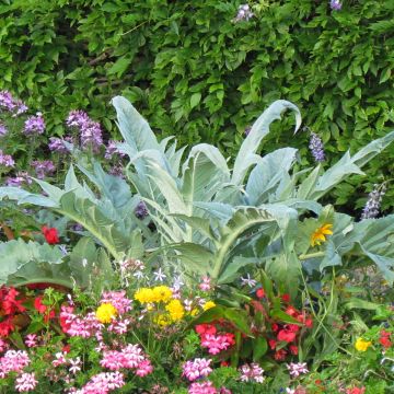 Wilde Artischocke - Cynara cardunculus (Samen)