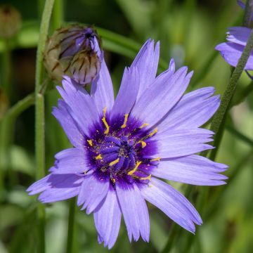 Graines de Catananche caerulea Amor Blue - Cupidone