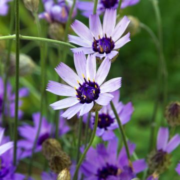 Catananche caerulea Amor Blue/White (Samen) - Blaue Rasselblume