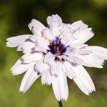 Catananche caerulea Bicolor (Samen) - Blaue Rasselblume