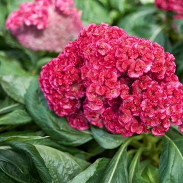 Celosia cristata King Coral (Samen) - Hahnenkamm