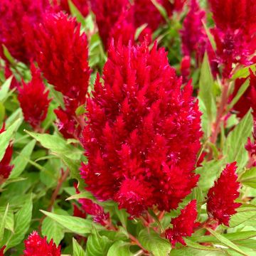 Celosia argentea var. plumosa Arrabona (Samen) - Silber-Brandschopf